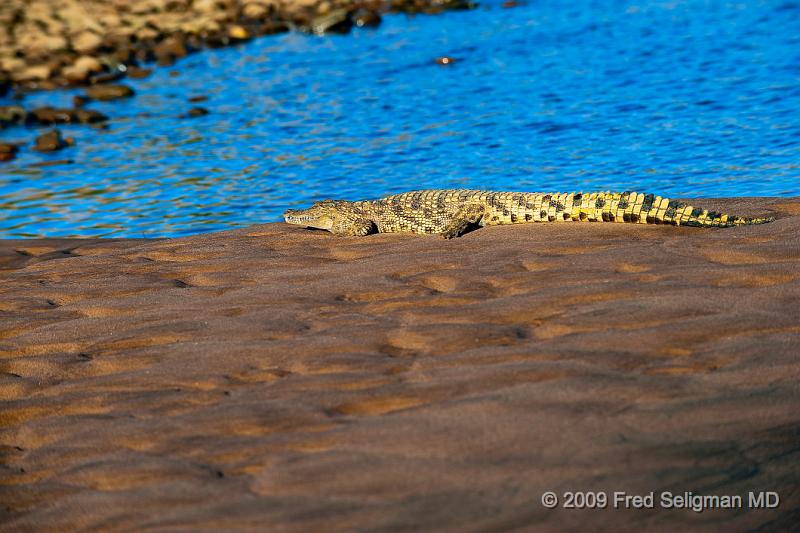 20090608_162731 D3 X1.jpg - Crocodile, Kunene Region, Namibia